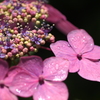妙法寺の紫陽花