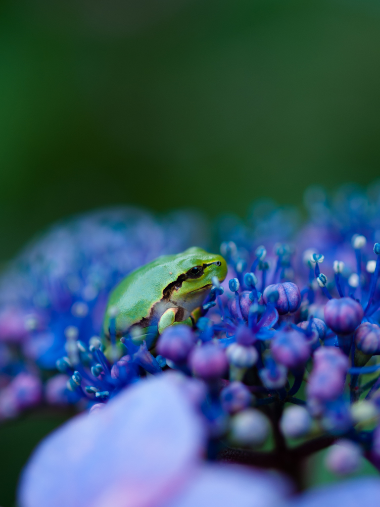 カエル、戯れ、紫陽花