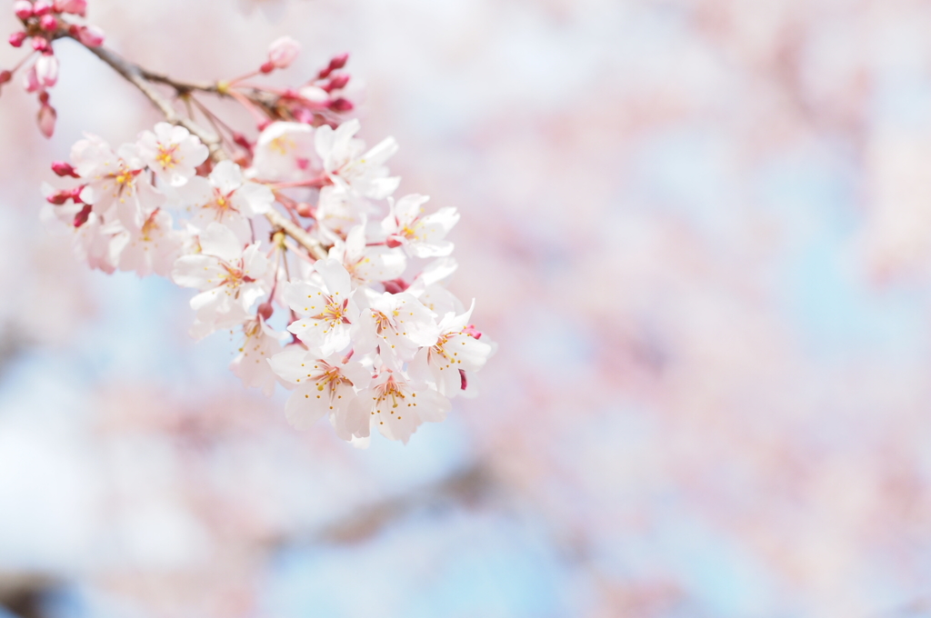 桜咲く