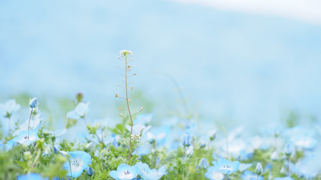 青い海のぺんぺん草