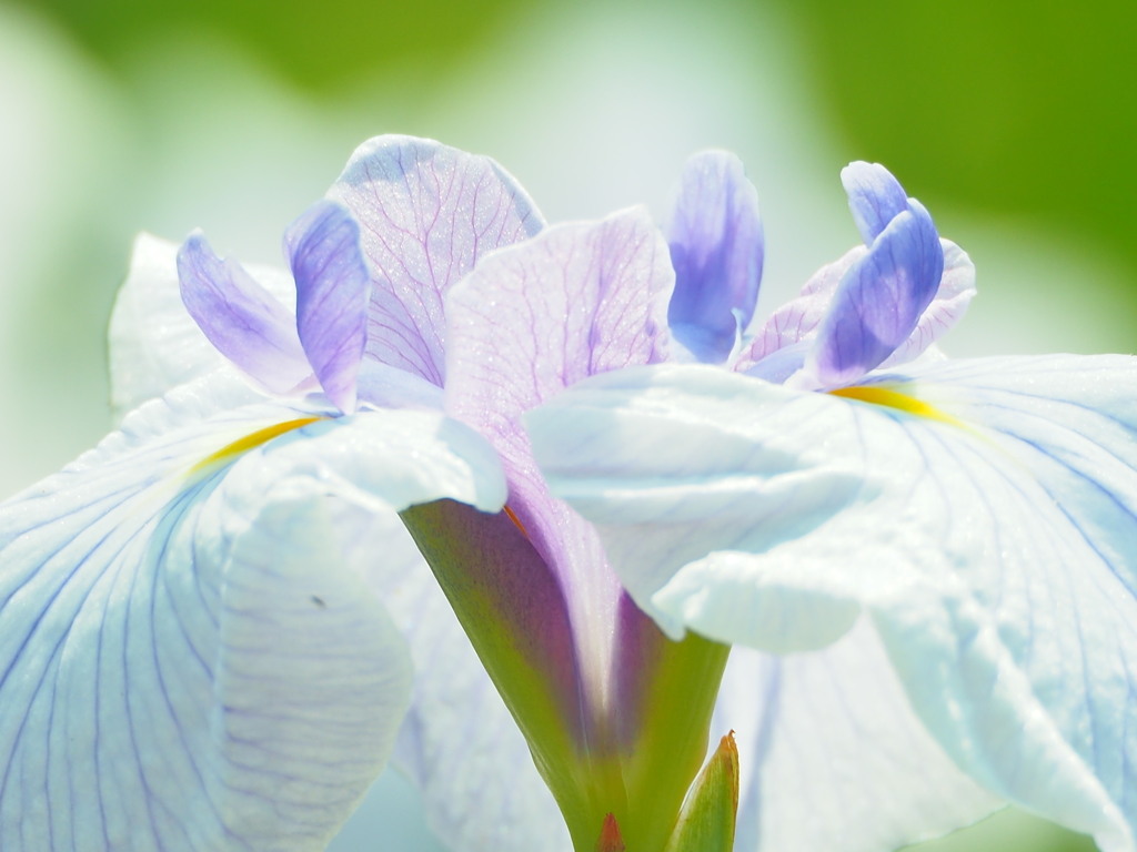 花菖蒲３