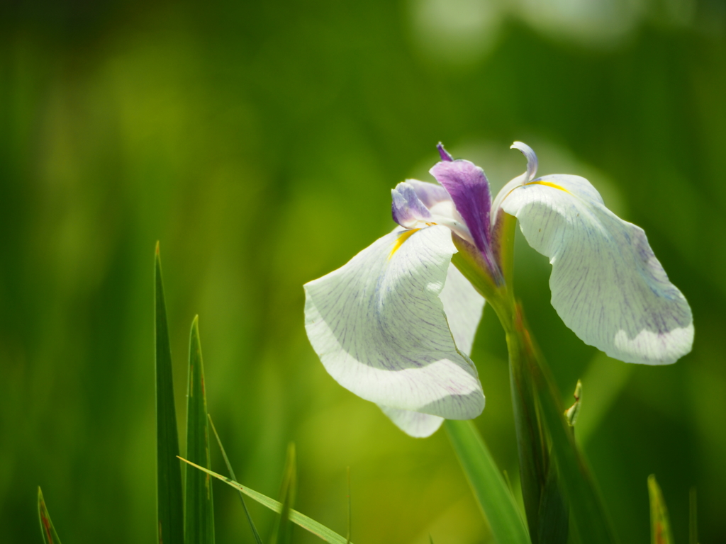 花菖蒲１