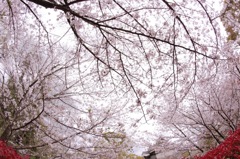 SAKURA fisheye