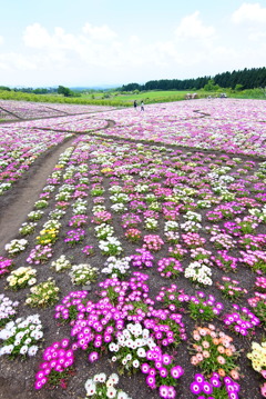 花さんぽ