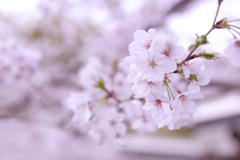 桜の実り