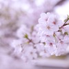 桜の実り