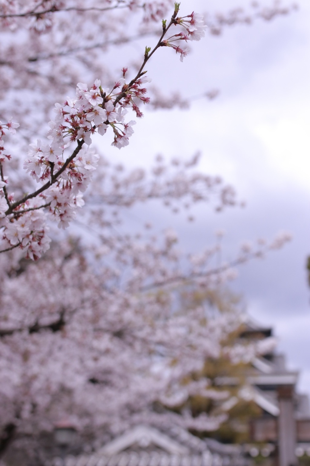 SAKURA with kumamoto castle