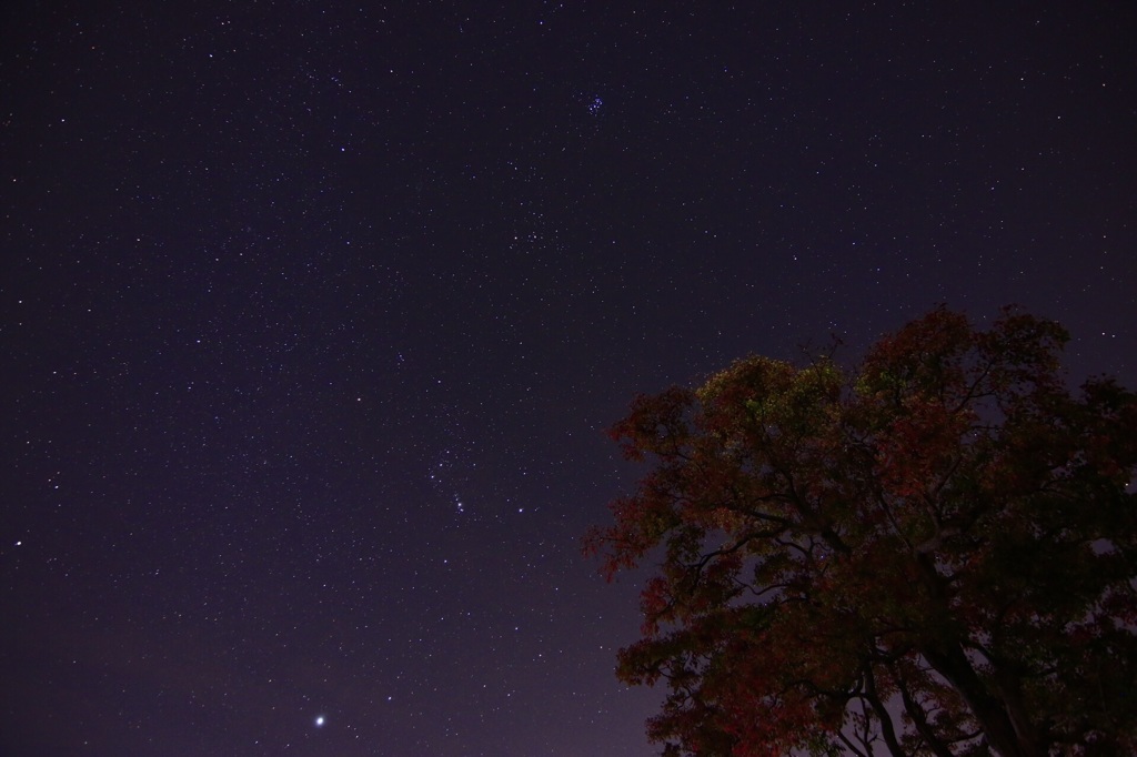 autumn night 2