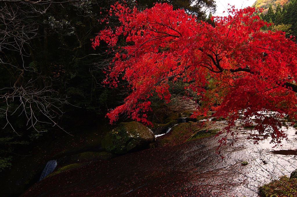 torrent in Autum