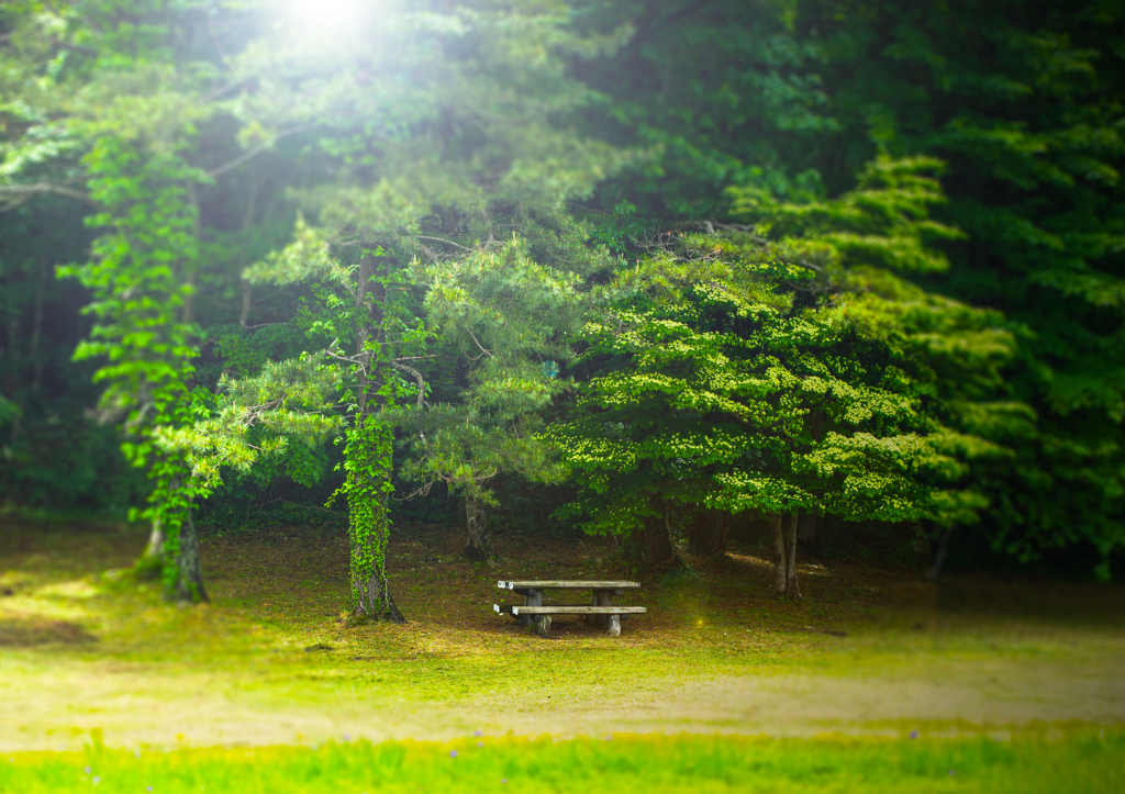 出会った風景　森とベンチ