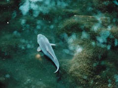 魚