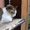 うとうと