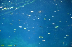 青池 3