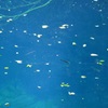青池 3