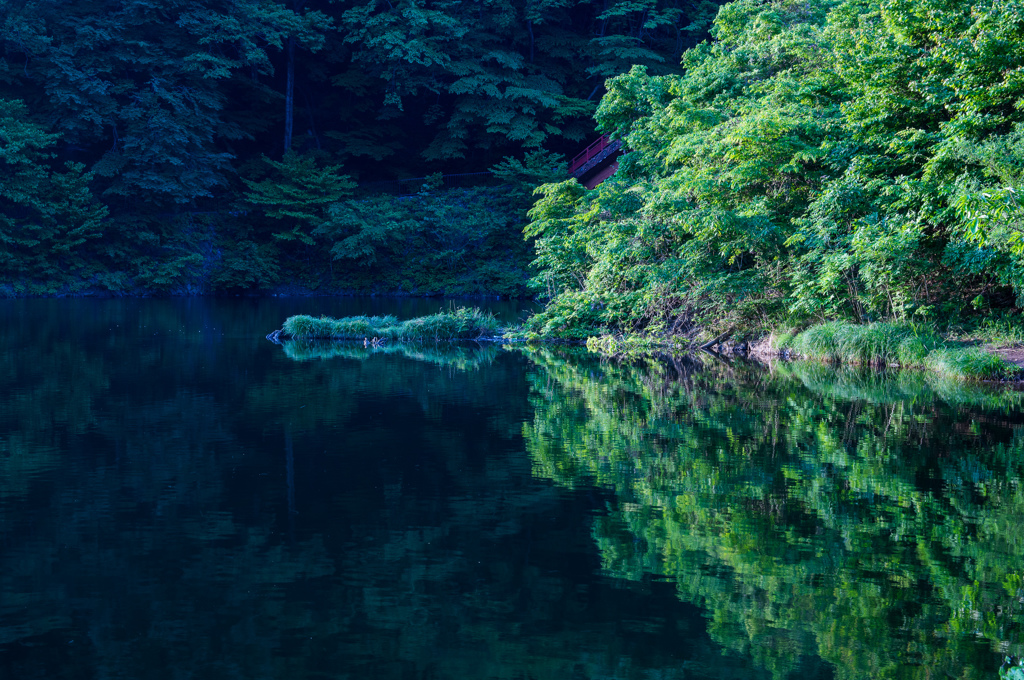 柳緑に包まれる湖