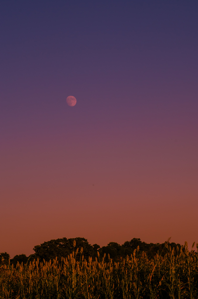 夕暮れの月