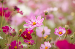 秋桜