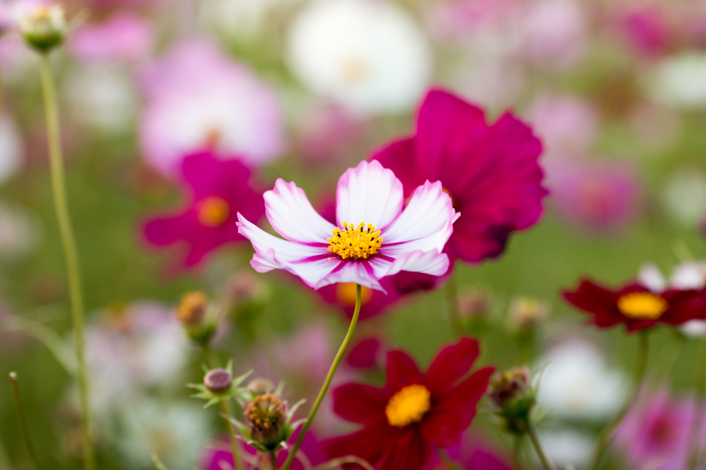 秋桜