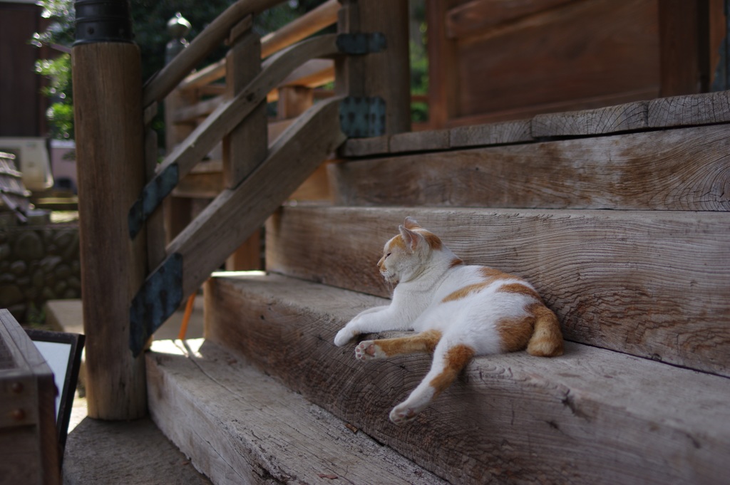 お寺と猫さん