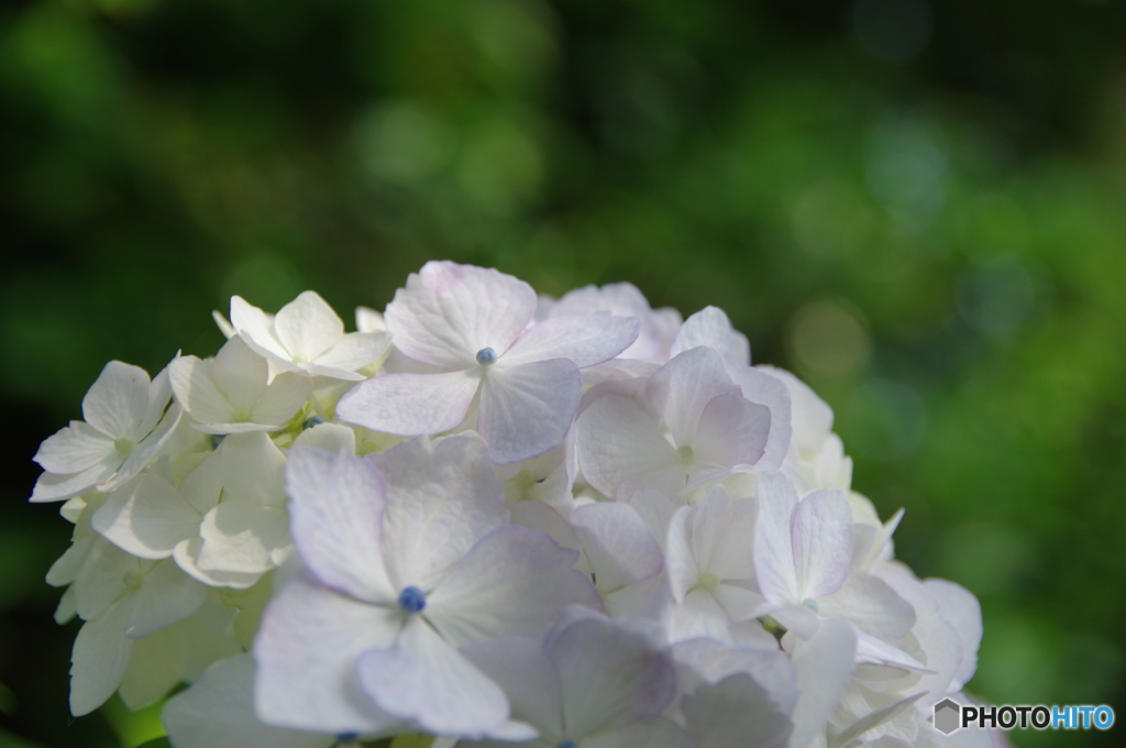 紫陽花　長谷寺2015