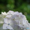 紫陽花　長谷寺2015