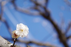 白い梅の花