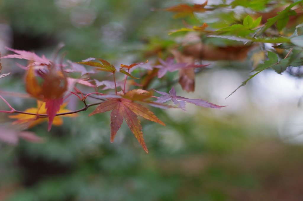 紅葉