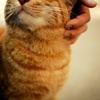 谷中の猫
