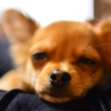 れおん。
