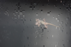 やもり