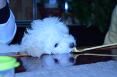 逆さ犬