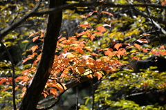 山のなか1