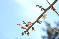近づく春