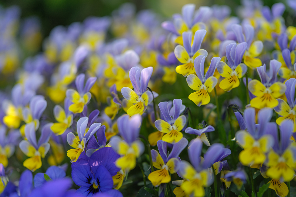 Spring Flower Show