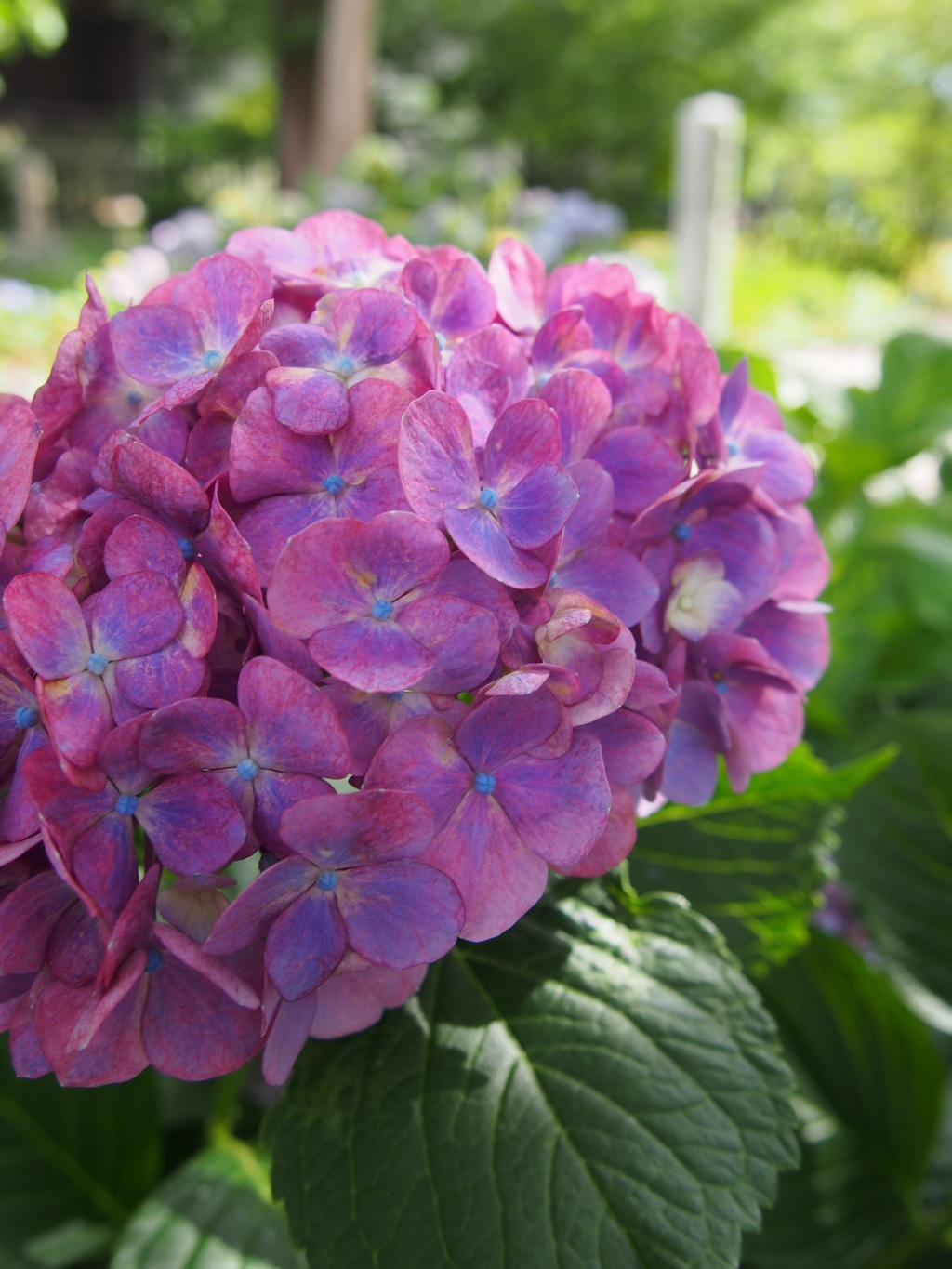 紫陽花