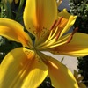 百合の花