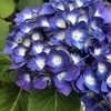 少し早めの紫陽花