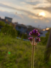 夕暮れ時
