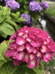 紫陽花
