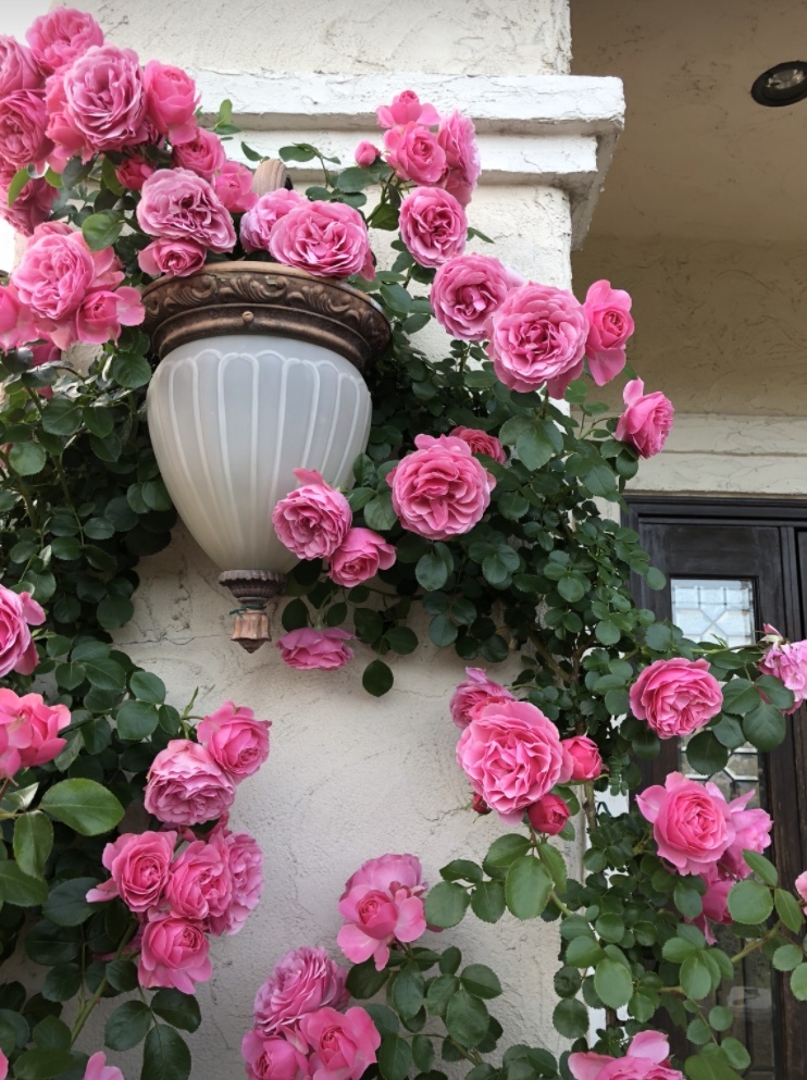 5月の薔薇