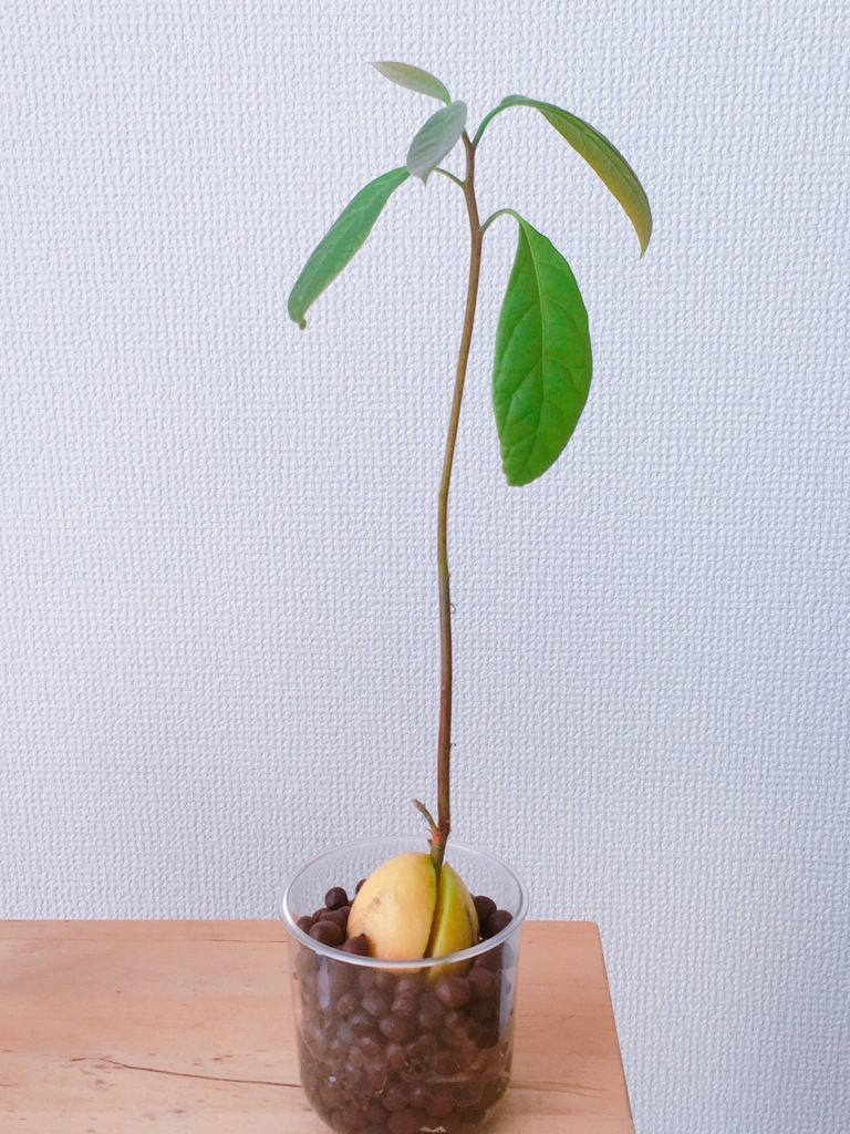 観葉植物