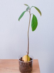 観葉植物