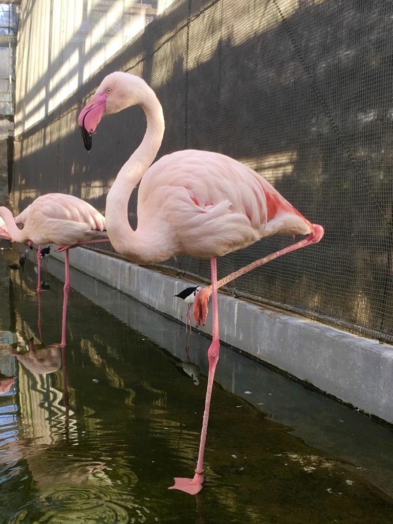 フラミンゴ