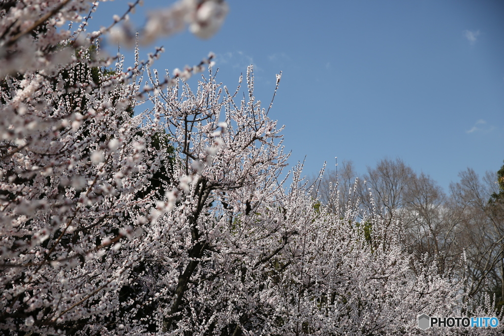 春空にアンズの花満開