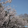 春空にアンズの花満開