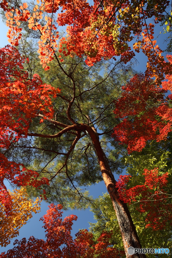 紅葉に囲まれて