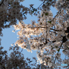 桜花らんまん