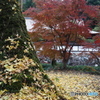 紅葉黄葉