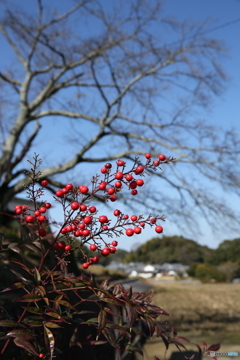 穏やかな冬の日に