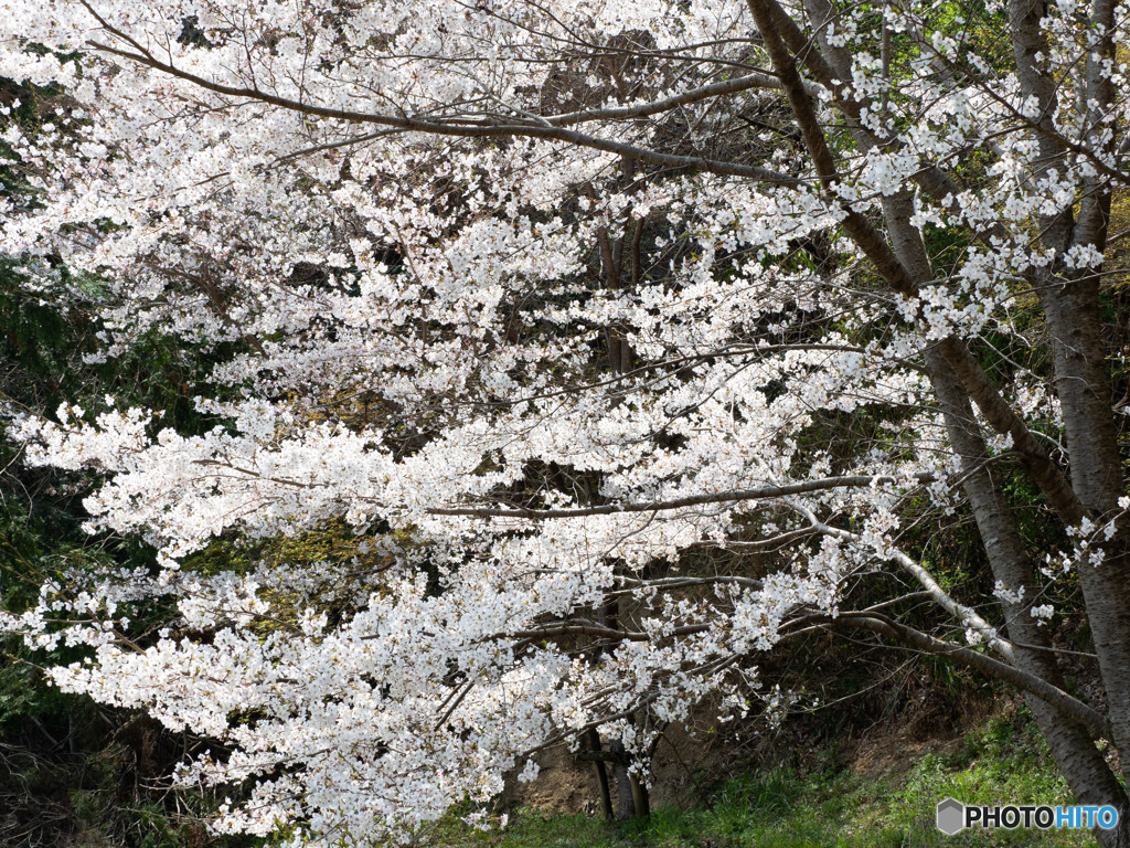 桜たなびく